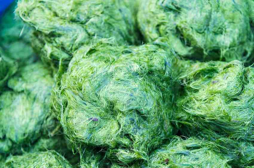 Unveiling the Vibrant Health Benefits of Blue spirulina A Nutrient-Rich Superfood
