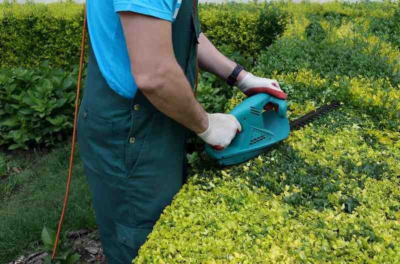Best Cordless Electric Hedge Trimmers
