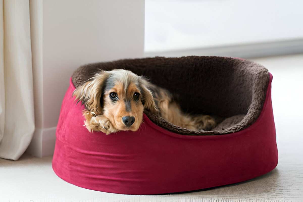 Best Heated Pet Beds for Winter A Comprehensive Buying Guide