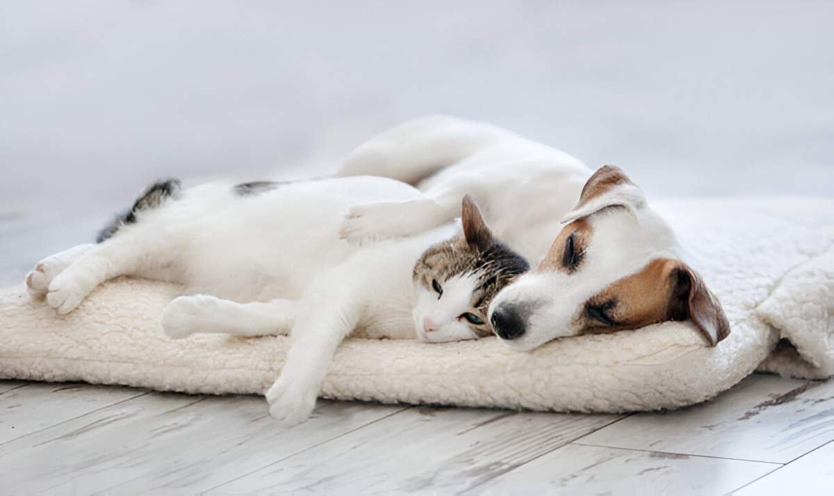 Best Heated Pet Pads for Cold Weather A Comprehensive Buying Guide