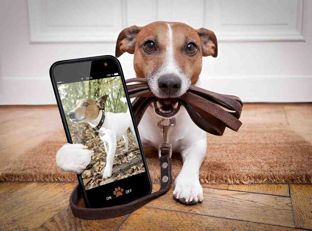 Best Pet Cameras