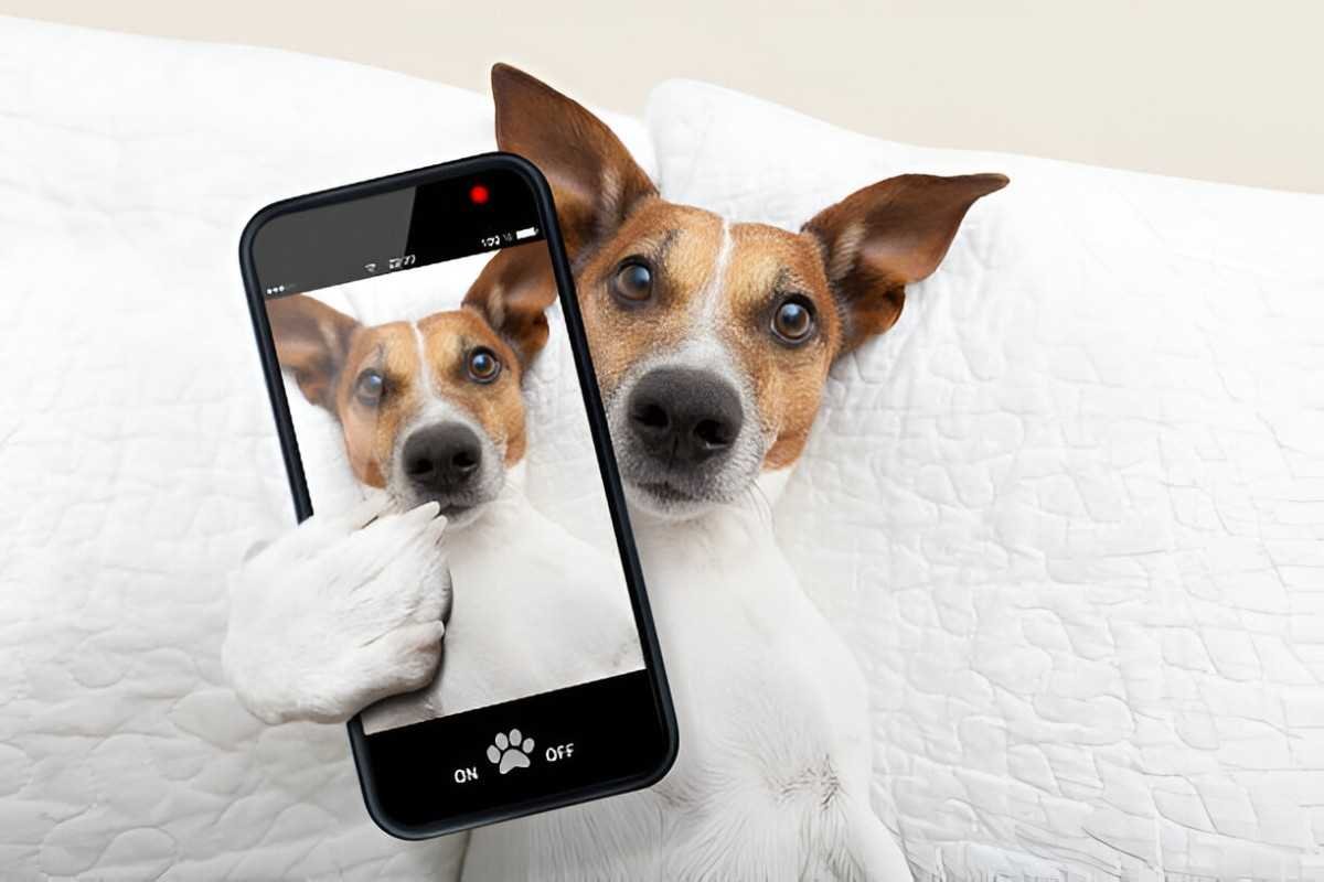 Best Pet Care Apps for Dog and Cat Owners