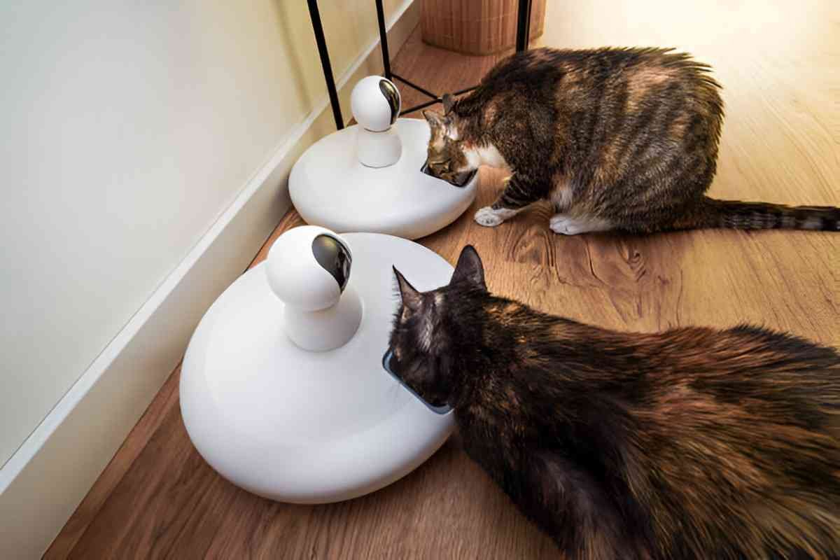 Best Smart Pet Feeders A Comprehensive Buying Guide