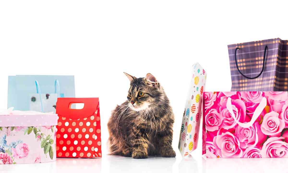 Affordable Cat Lover Gift Ideas Thoughtful and Budget-Friendly Picks