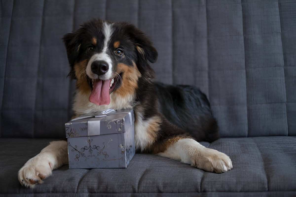 The Ultimate Guide to Luxury Pet Gift Ideas for Spoiling Your Furry Friends