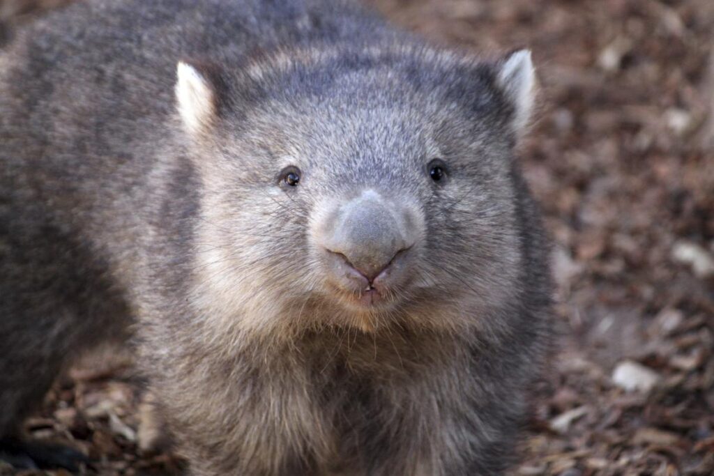 wombats australia