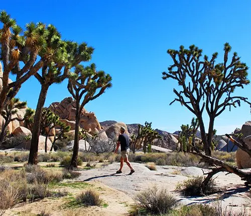 JOSHUA TREE NATIONAL PARK SEEKS BALANCE BETWEEN TOURISM BOOM AND ECOSYSTEM PRESERVATION
